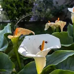 Appartement Marjan Hill 3-br Apt,5 Guests Private Garden Near Split