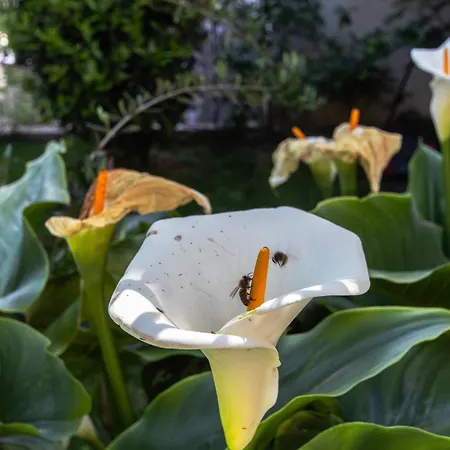 Apartment Marjan Hill 3-br Apt,5 Guests Private Garden Near Split
